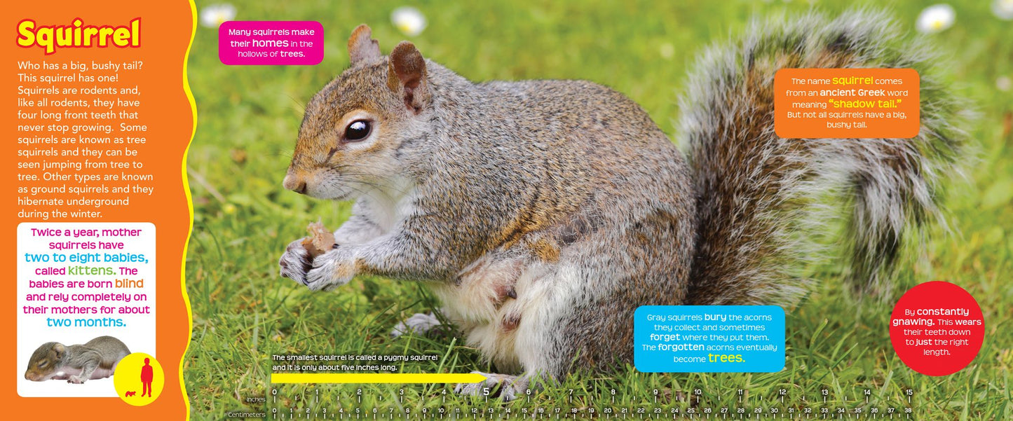 Backyard Animals (Fun Facts for Kids Series)