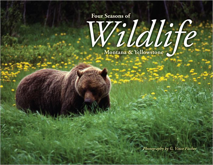 Four Seasons of Wildlife: Montana and Yellowstone