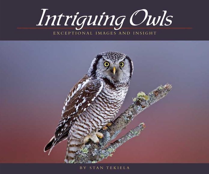 Intriguing Owls: Extraordinary Images and Insight