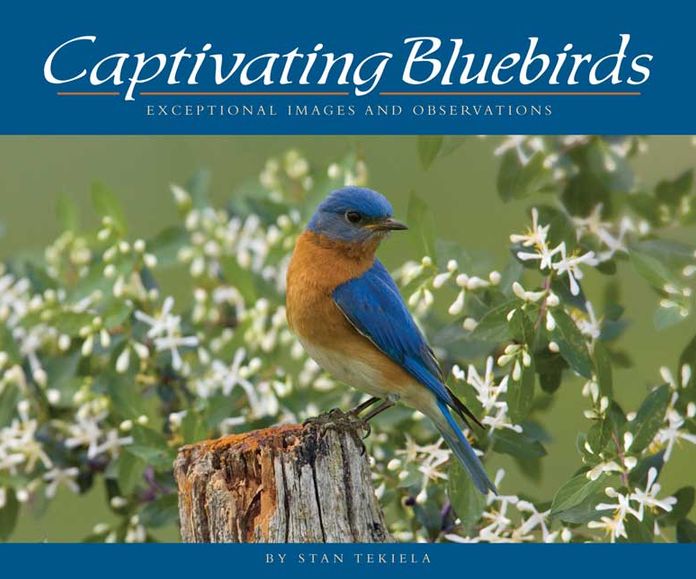 Captivating Bluebirds: Exceptional Images and Observations