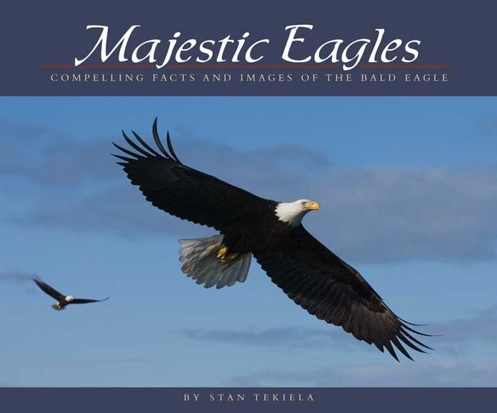 Majestic Eagles: Compelling Facts and Images of the Bald Eagle