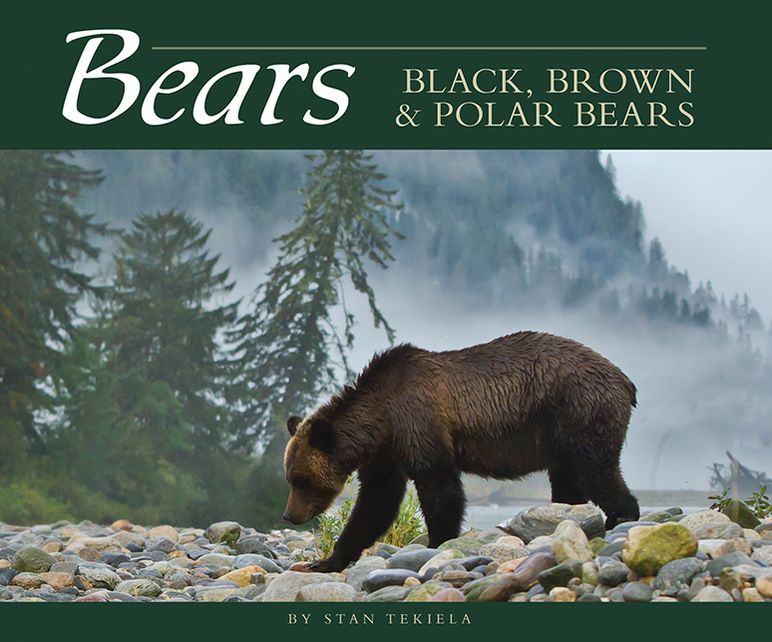 Bears: Grizzly, Black and Polar Bears