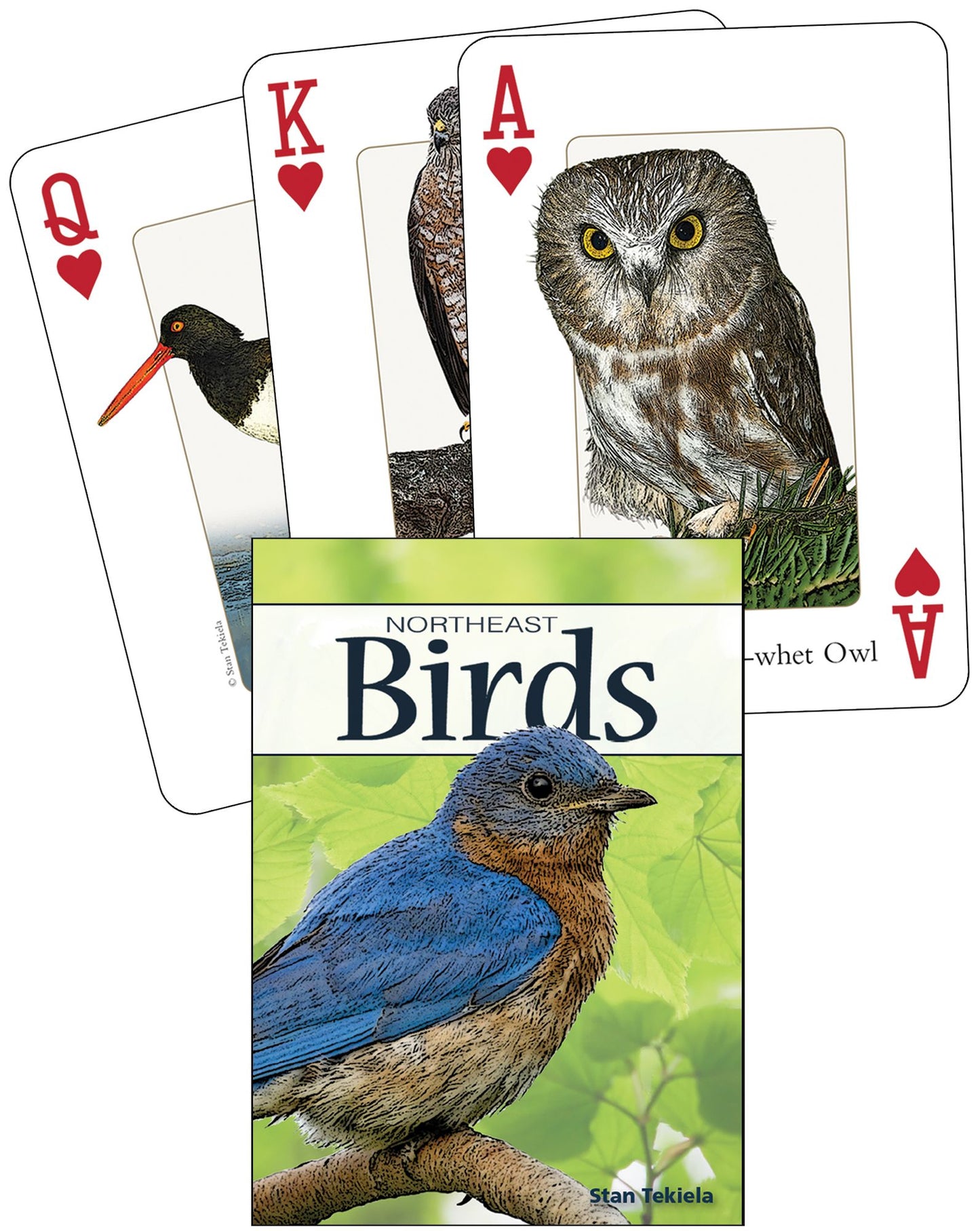Birds of the Northeast Playing Cards