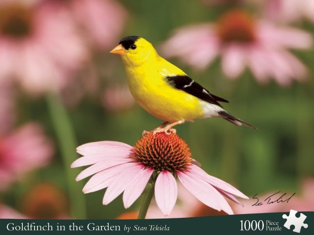Goldfinch in the Garden