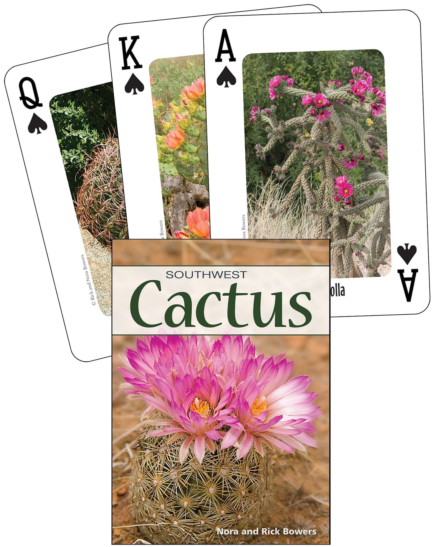 Cactus of the Southwest