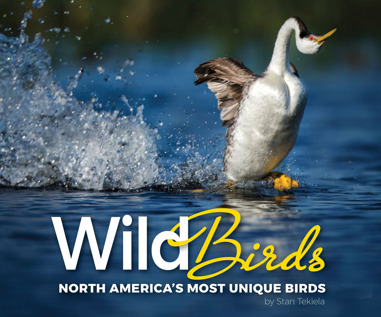Wild Birds: Pictures and Insights of the Birds of North America