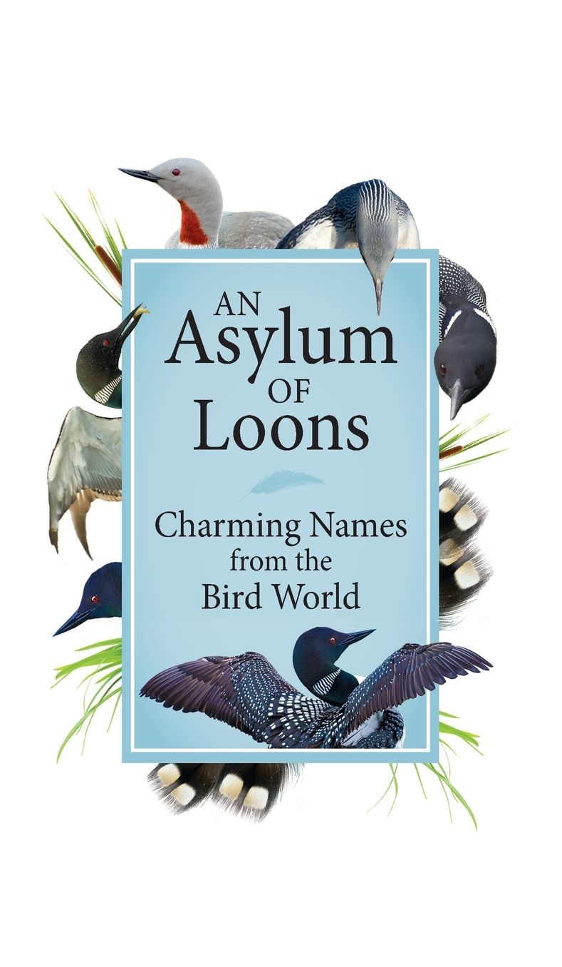 Wild & Quirky Collective Nouns for Birds