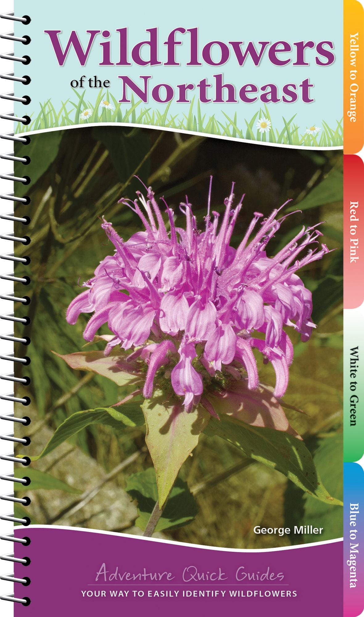Wildflowers of the Northeast : Your Way to Easily Identify Wildflowers