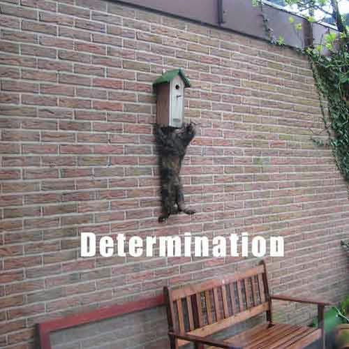 How to Take over Teh Wurld: A LOLcat Guide 2 Winning