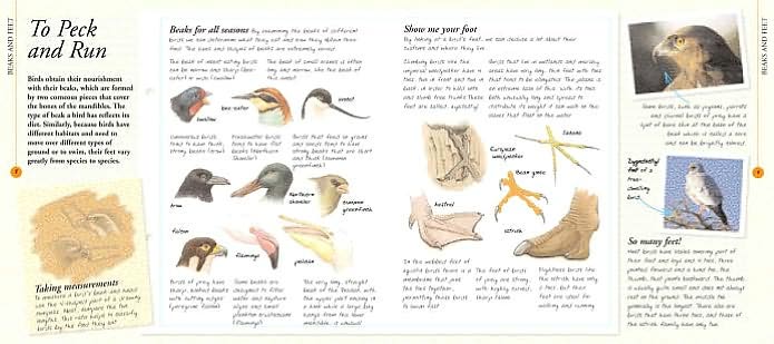 Birds