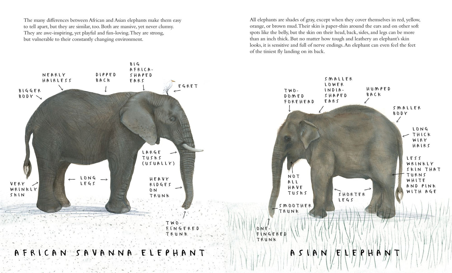 The Elephant