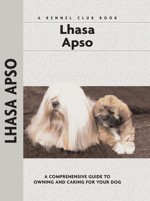Lhasa Apso