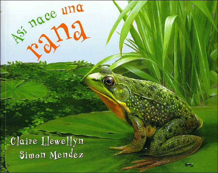 Así nace una rana