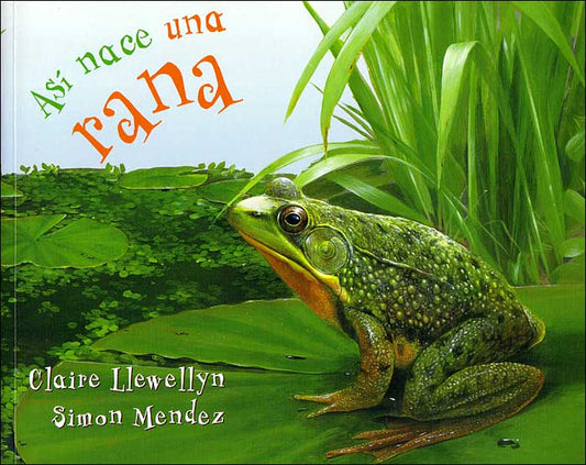 Así nace una rana