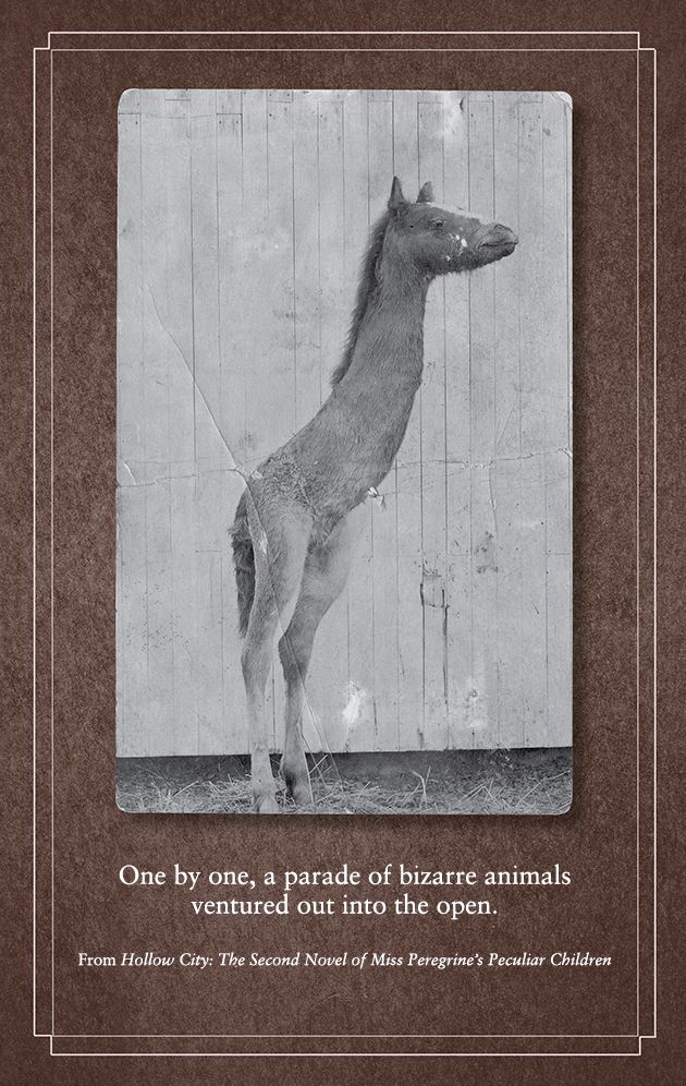 Hollow City: The Second Novel of Miss Peregrine's Peculiar Children