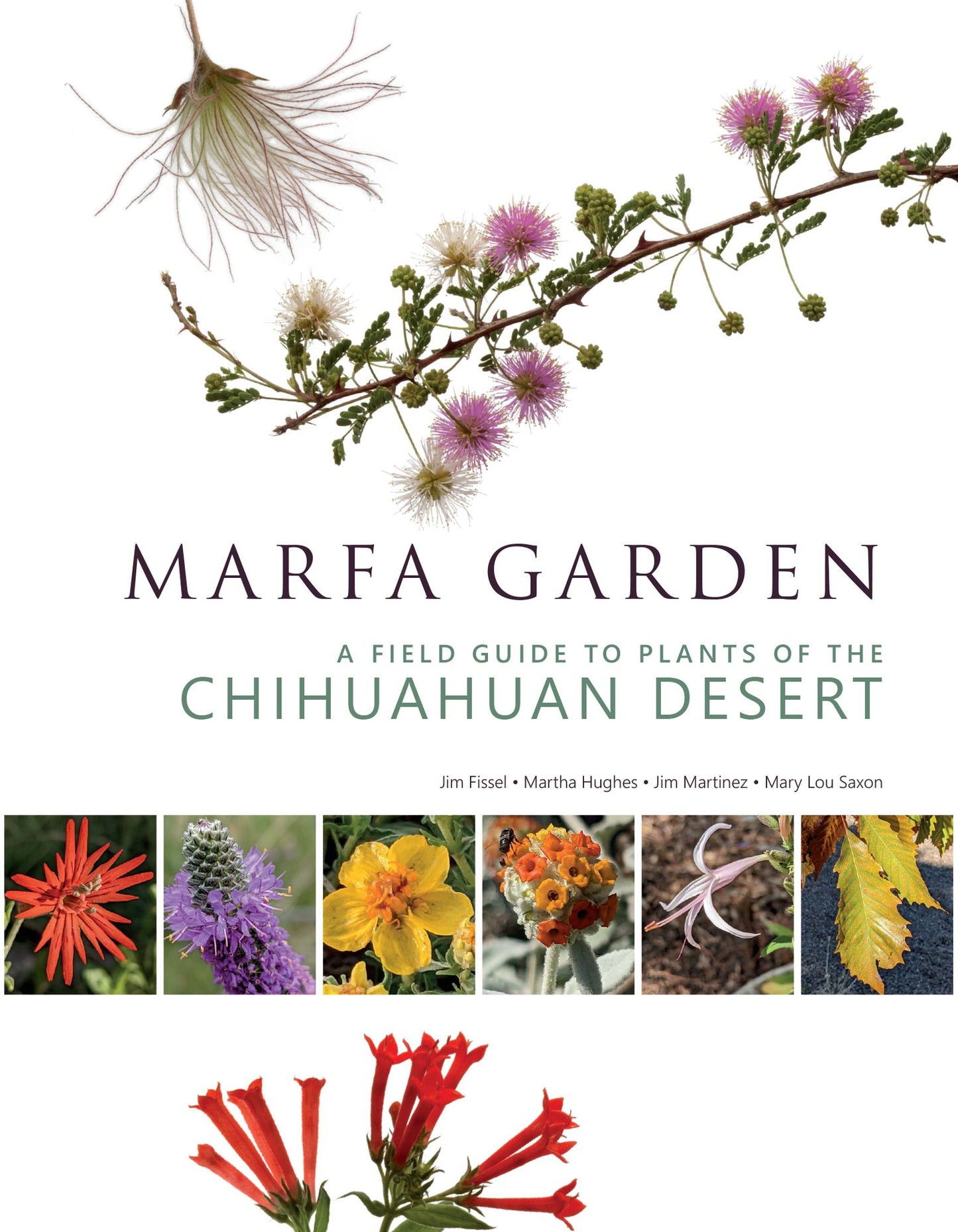 Marfa Garden: A Field Guide to Plants of the Chihuahuan Desert