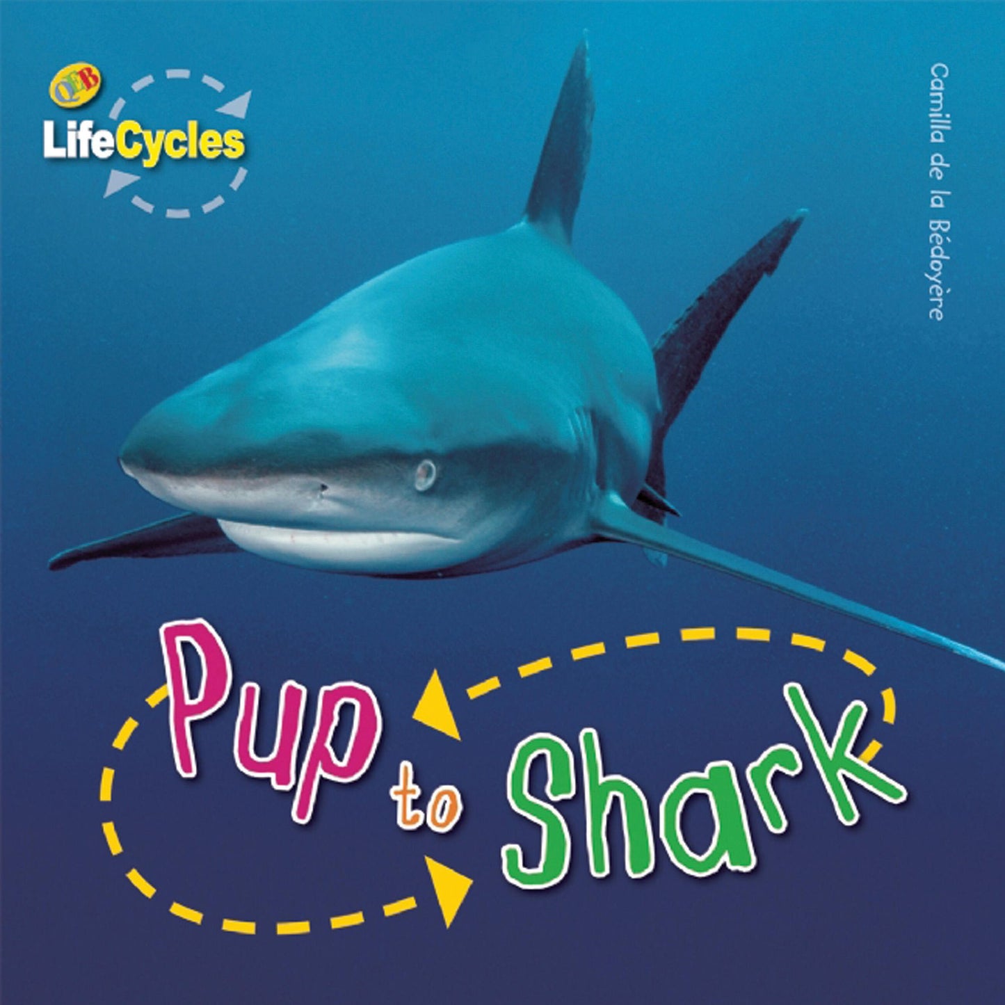 Pup to Shark