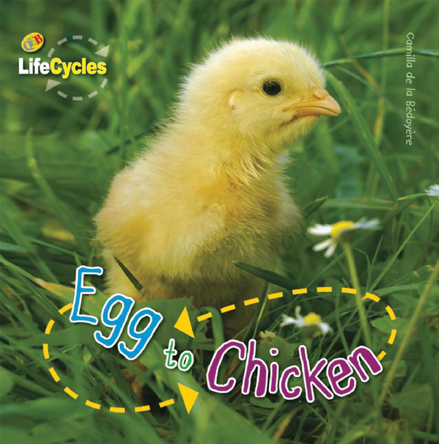 Egg to Chicken