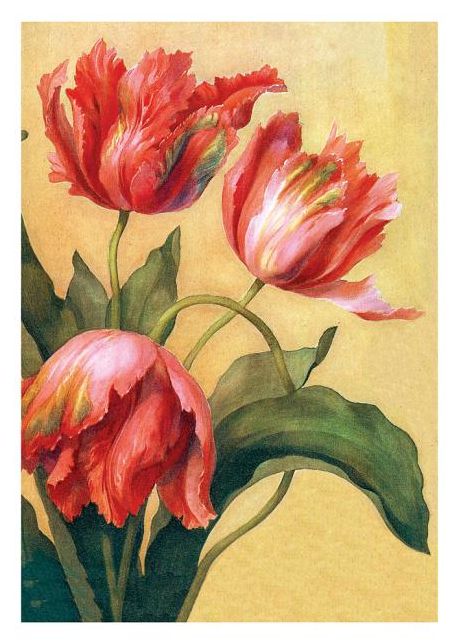 Tulips Thank You Card [With 6 Envelopes]