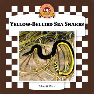 Yellow-Bellied Sea Snakes