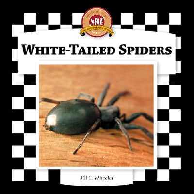 White-Tailed Spiders