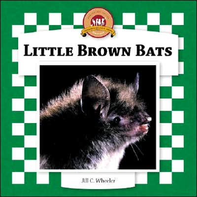 Little Brown Bats