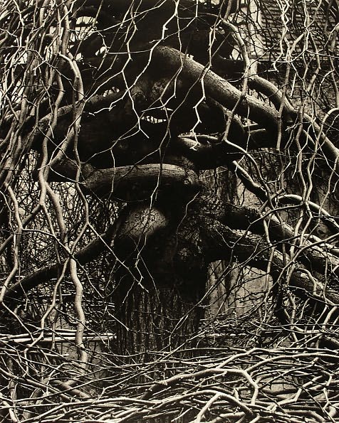 Paul Strand: The Garden at Orgeval