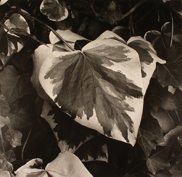 Paul Strand: The Garden at Orgeval