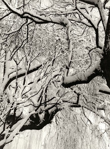 Paul Strand: The Garden at Orgeval