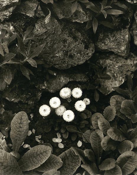 Paul Strand: The Garden at Orgeval
