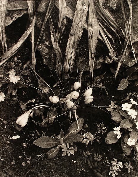 Paul Strand: The Garden at Orgeval