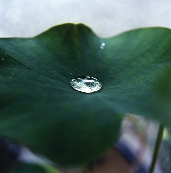 Rinko Kawauchi: Illuminance