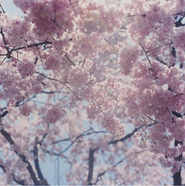 Rinko Kawauchi: Illuminance