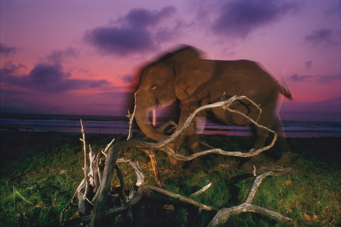 Michael Nichols: Earth to Sky--Among Africa's Elephants, A Species in Crisis