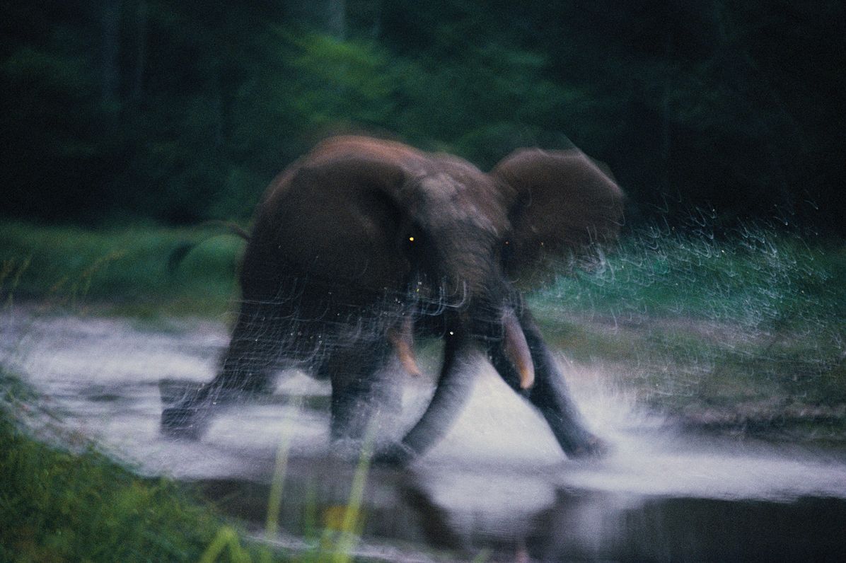 Michael Nichols: Earth to Sky--Among Africa's Elephants, A Species in Crisis