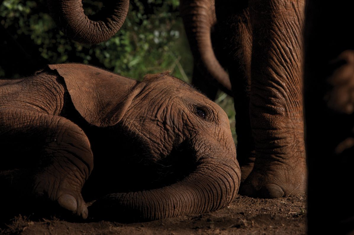 Michael Nichols: Earth to Sky--Among Africa's Elephants, A Species in Crisis