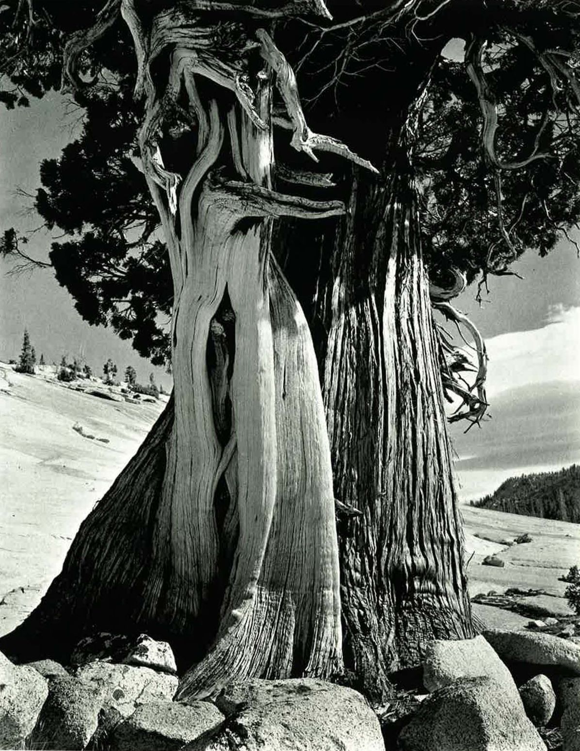 Edward Weston: The Flame of Recognition