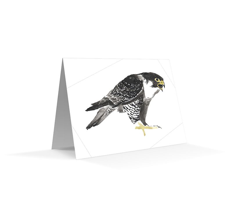 The California Field Atlas Note Card Set: Raptors