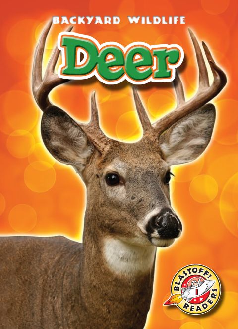 Deer