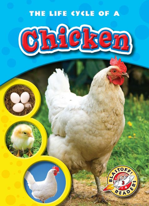 The Life Cycle of a Chicken
