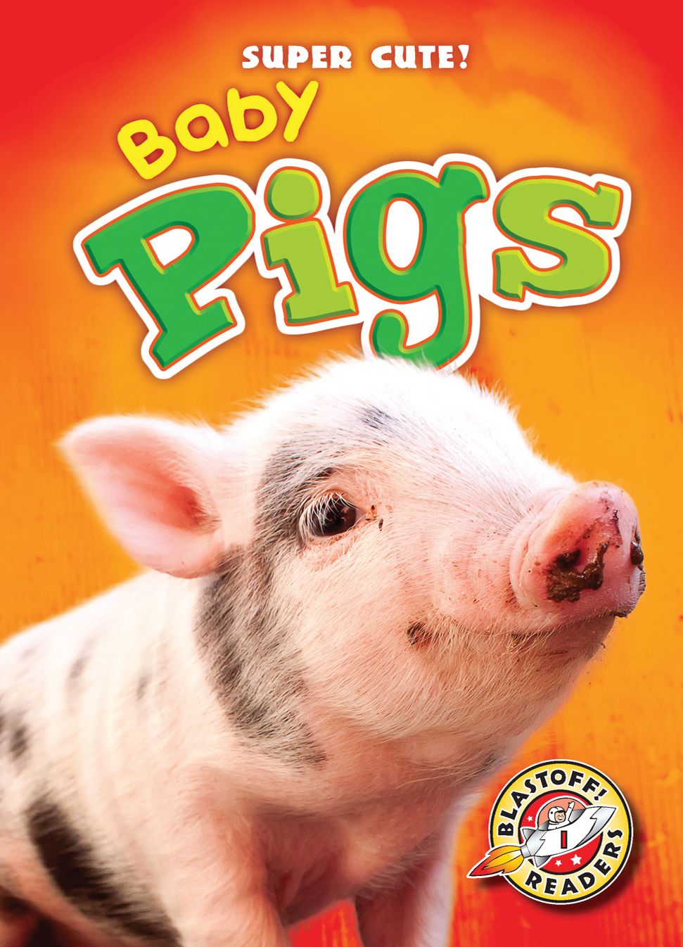 Baby Pigs