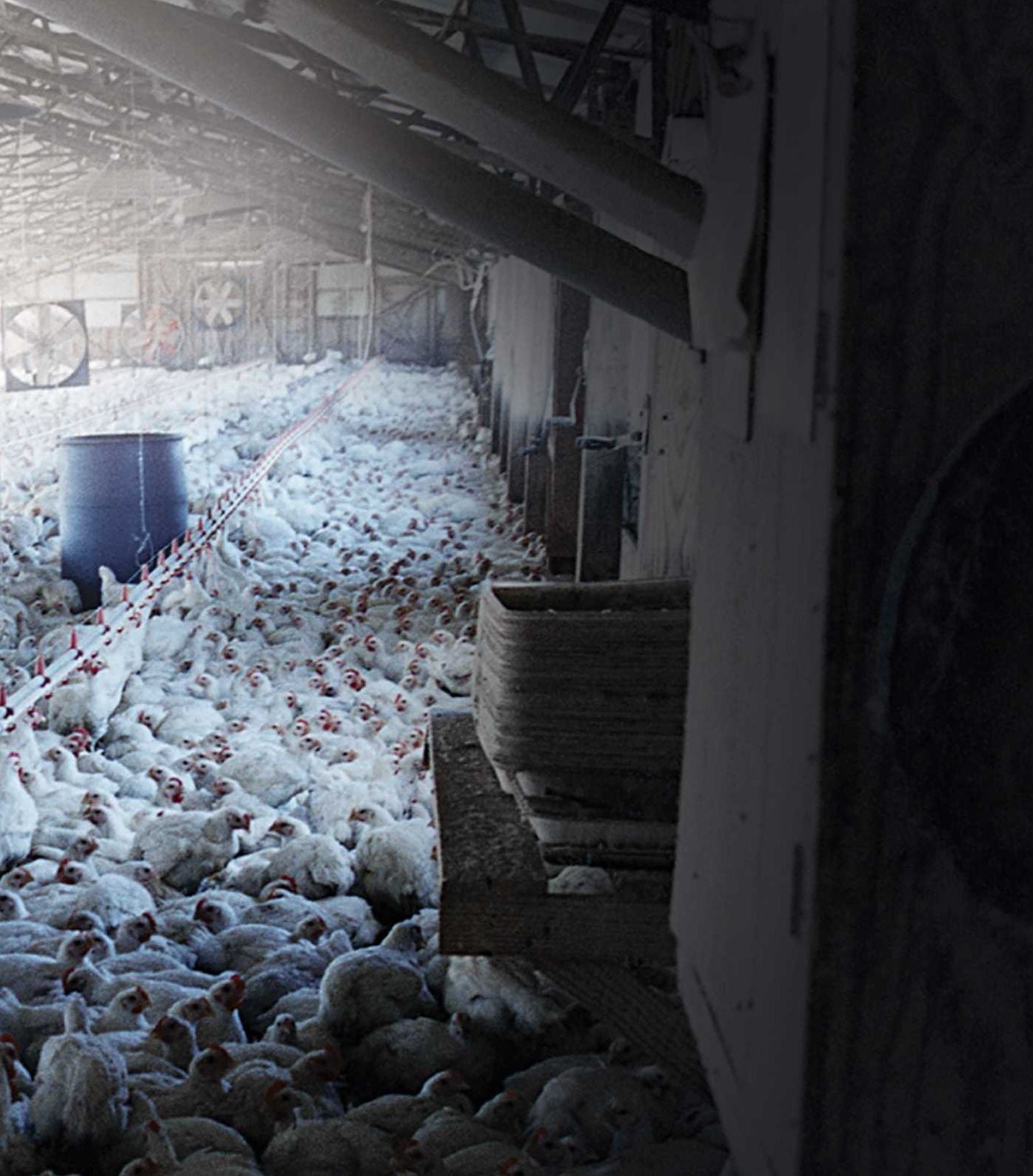 CAFO: The Tragedy of Industrial Animal Factories