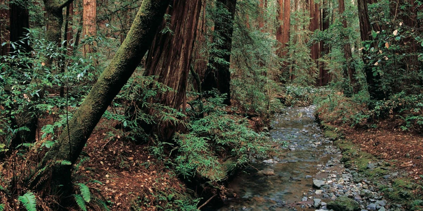 Wildlands Philanthropy: The Great American Tradition