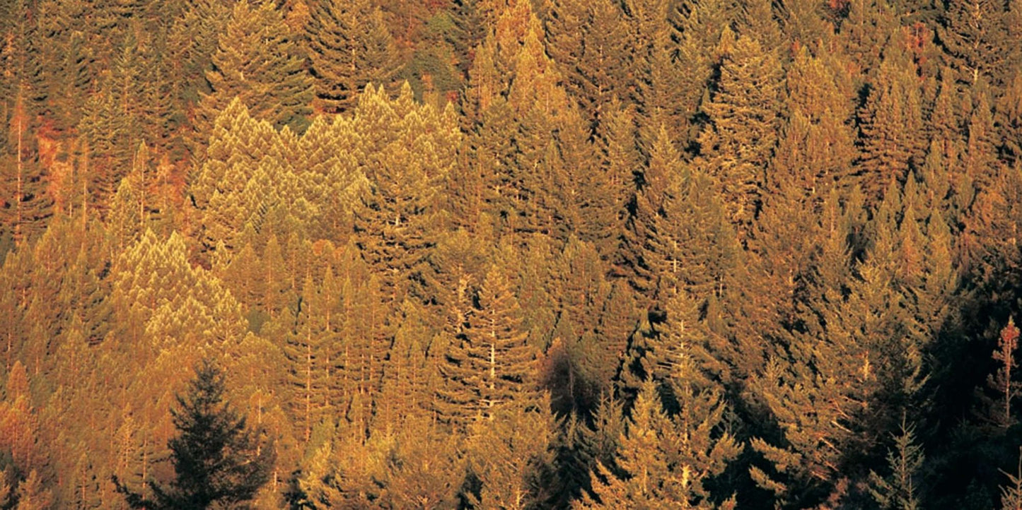 Wildlands Philanthropy: The Great American Tradition