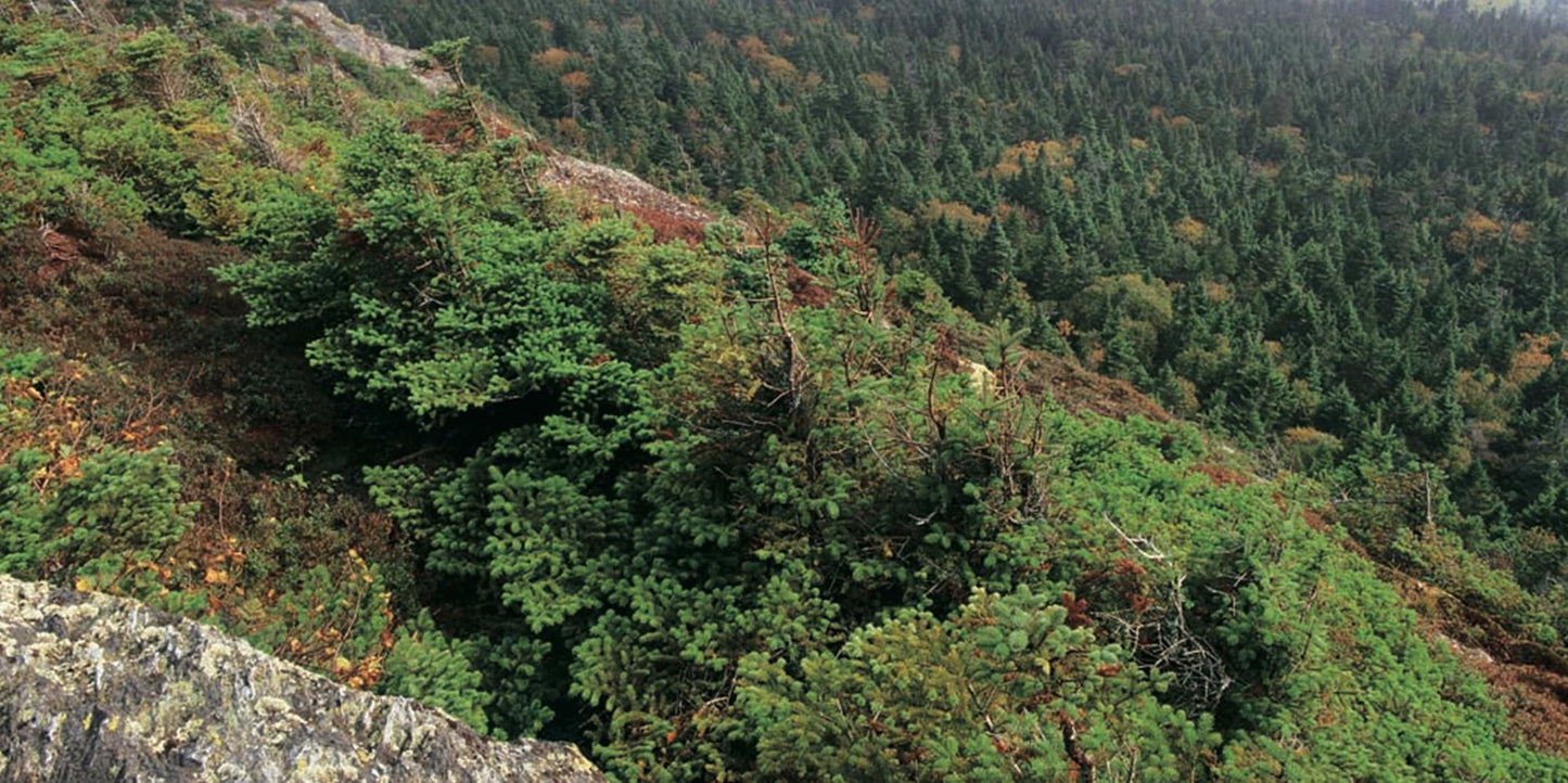 Wildlands Philanthropy: The Great American Tradition