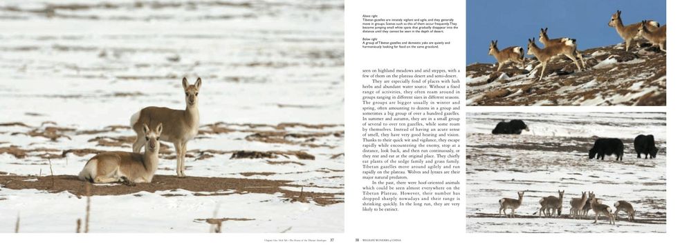 Wildlife Wonders of China: A Pictorial Journey through the Lens of Conservationist Xi Zhinong