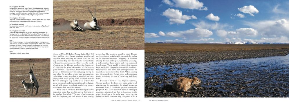 Wildlife Wonders of China: A Pictorial Journey through the Lens of Conservationist Xi Zhinong