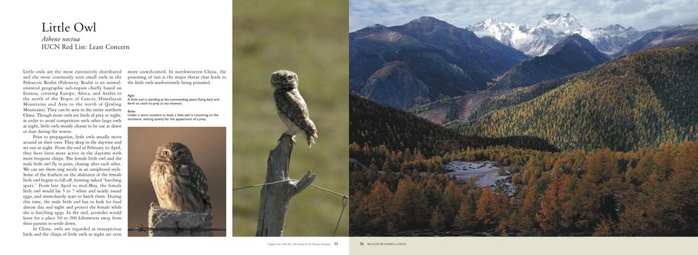 Wildlife Wonders of China: A Pictorial Journey through the Lens of Conservationist Xi Zhinong