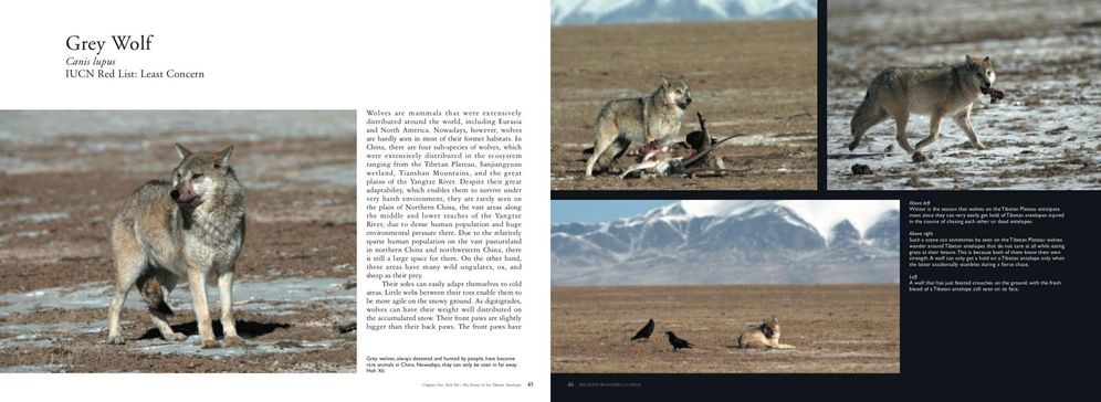 Wildlife Wonders of China: A Pictorial Journey through the Lens of Conservationist Xi Zhinong