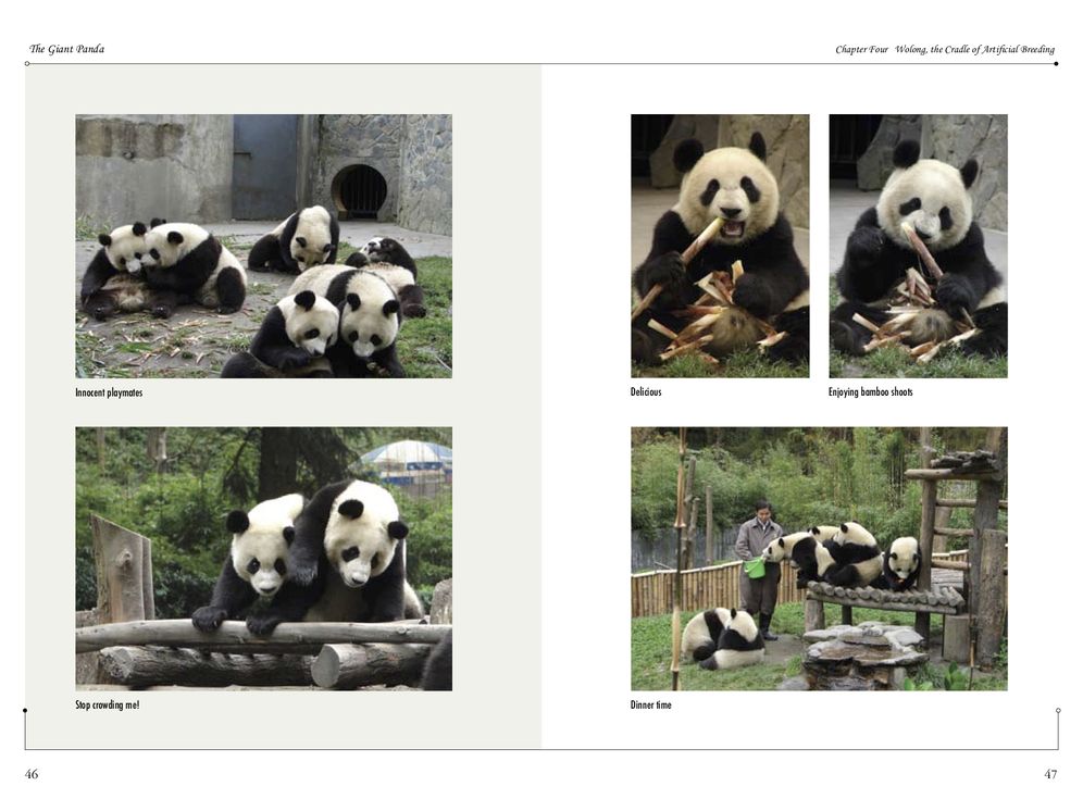 The Giant Panda: Discovering China